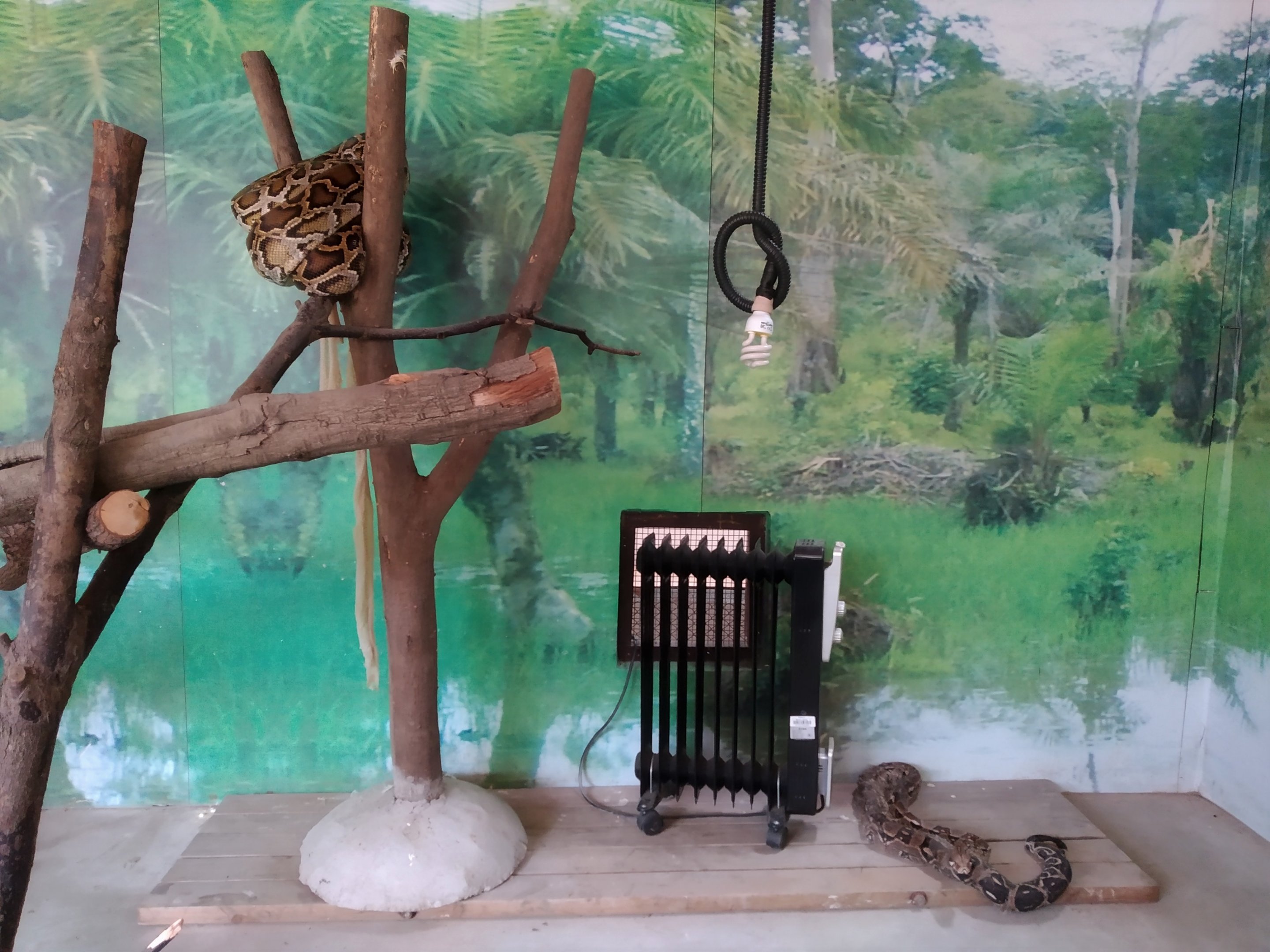 Python Exhibit
