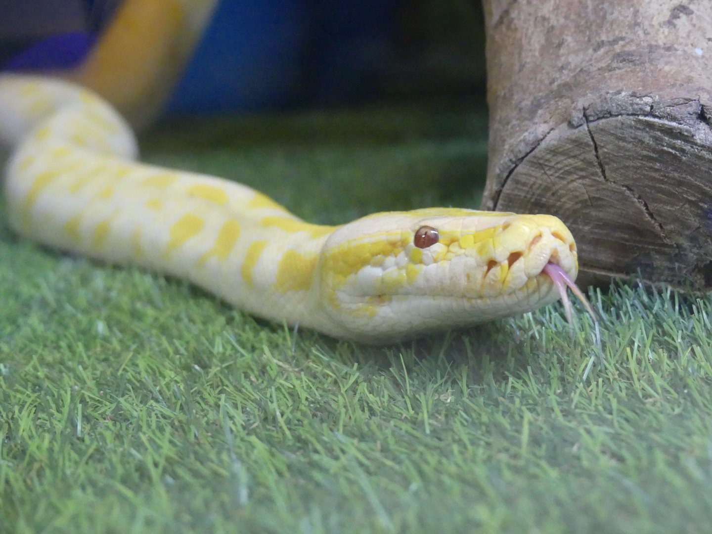 Python ID Help? --> taken at Windmill Farm