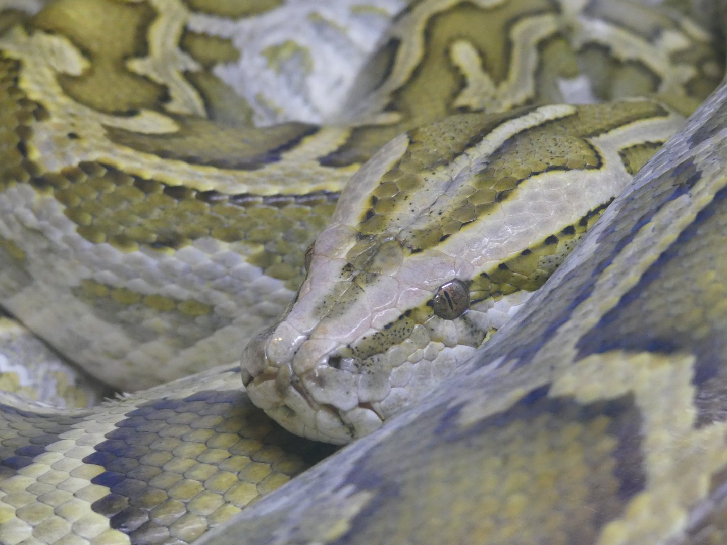 Python ID Help?? --> taken at Windmill Farm