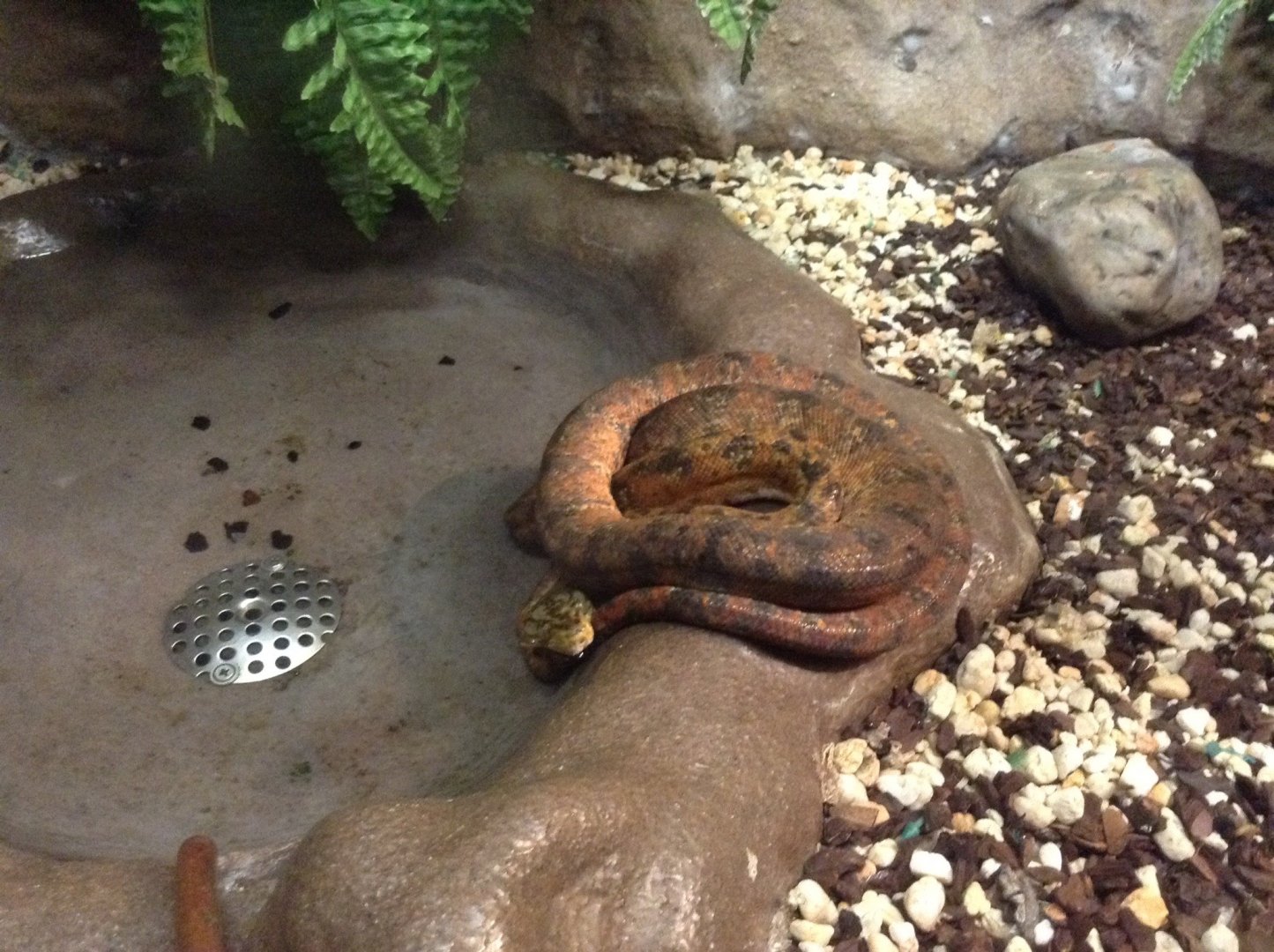 Python ID - Tropicario Helsinki (2015)