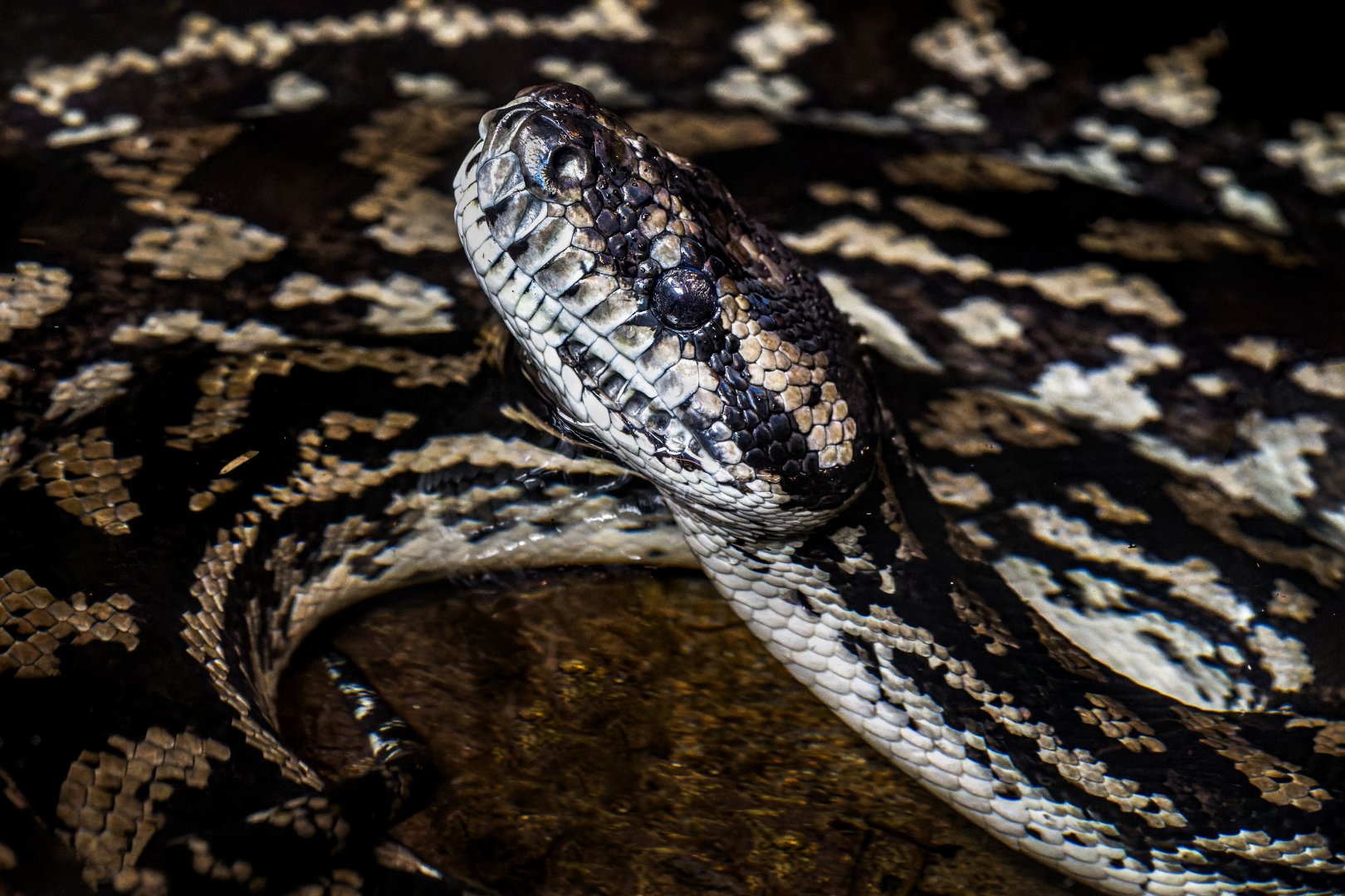 Python ID - Zoo Wroclaw (Morelia spilota mcdowelli?)