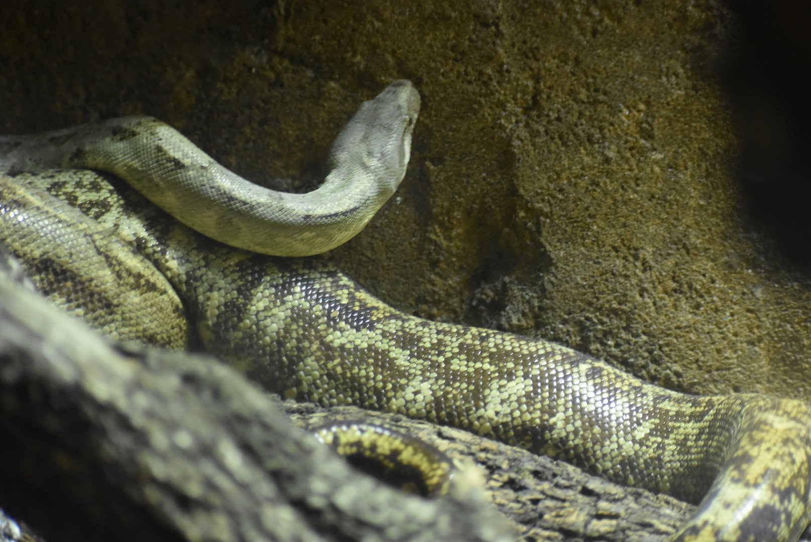 Python (?) Identification - (Faunia)