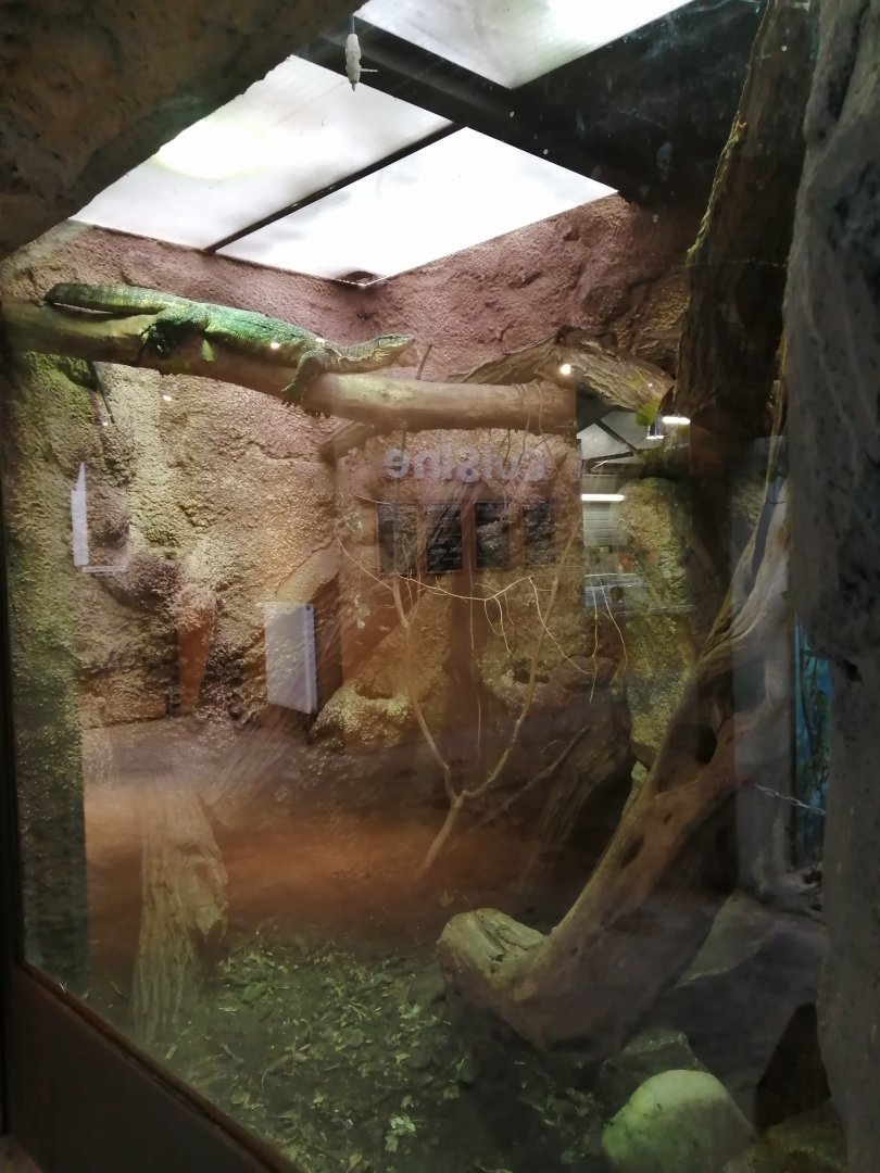 Python Island : Asian Water Monitor Terrarium