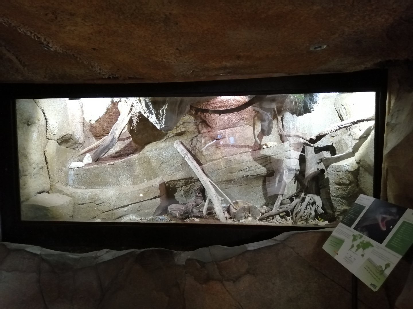 Python Island : Beauty Rat Snakes Terrarium