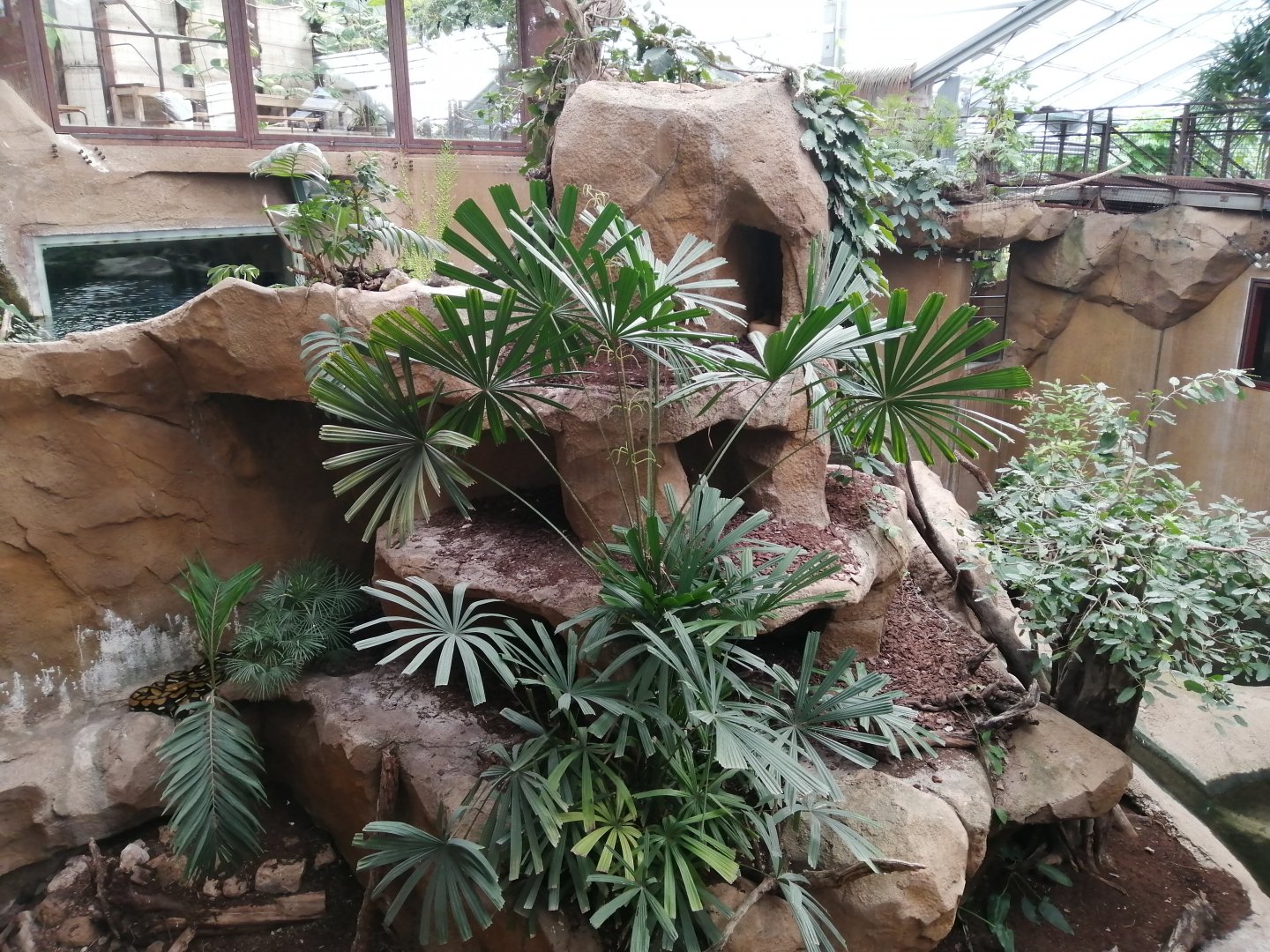 Python Island : Reticulated Pythons exhibit