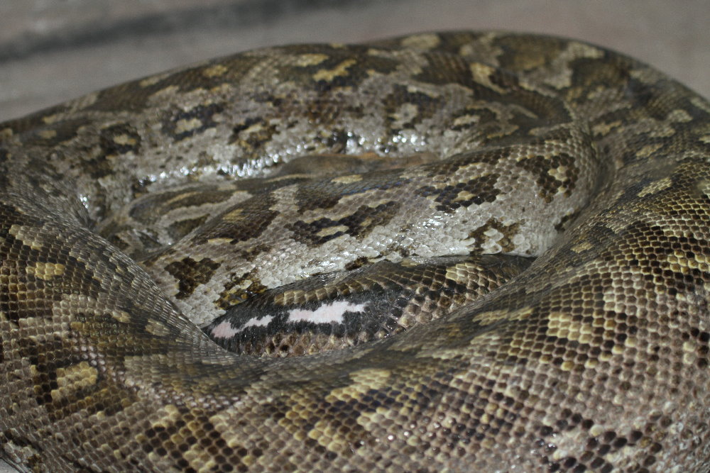 python Mashhad Zoo