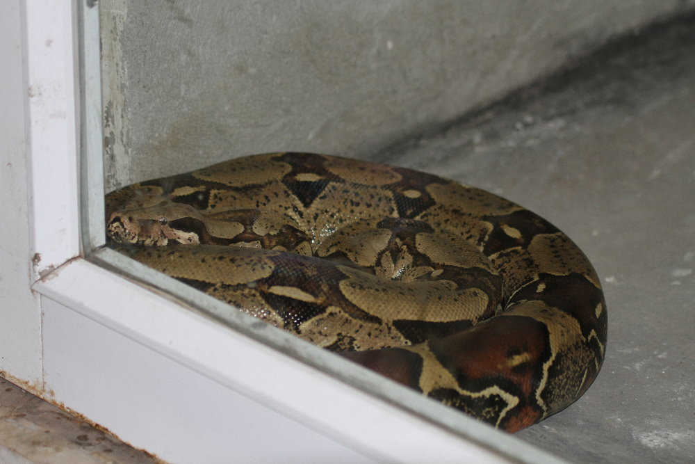 Python ( MashhadZoo)