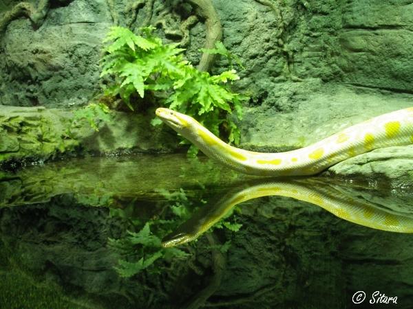 Python molurus (albino)