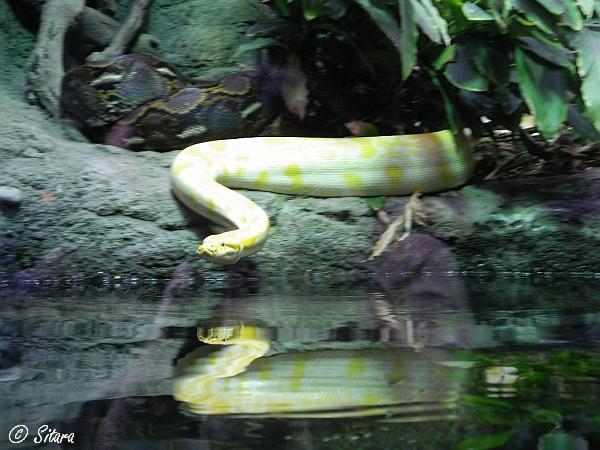 Python molurus (albino)