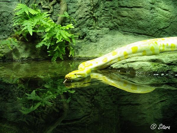Python molurus (albino)
