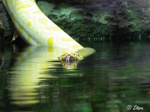 Python molurus (albino)