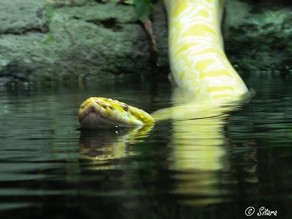 Python molurus (albino)
