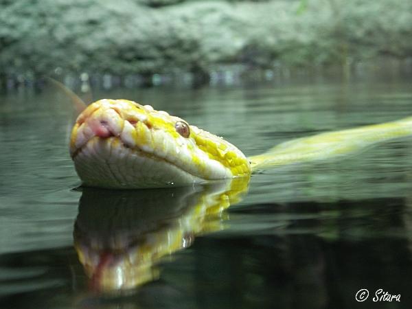 Python molurus (albino)