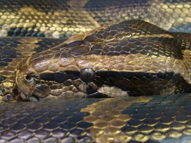 Python  molurus bivittatus