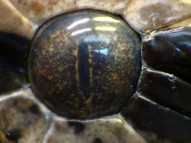 Python  molurus bivittatus