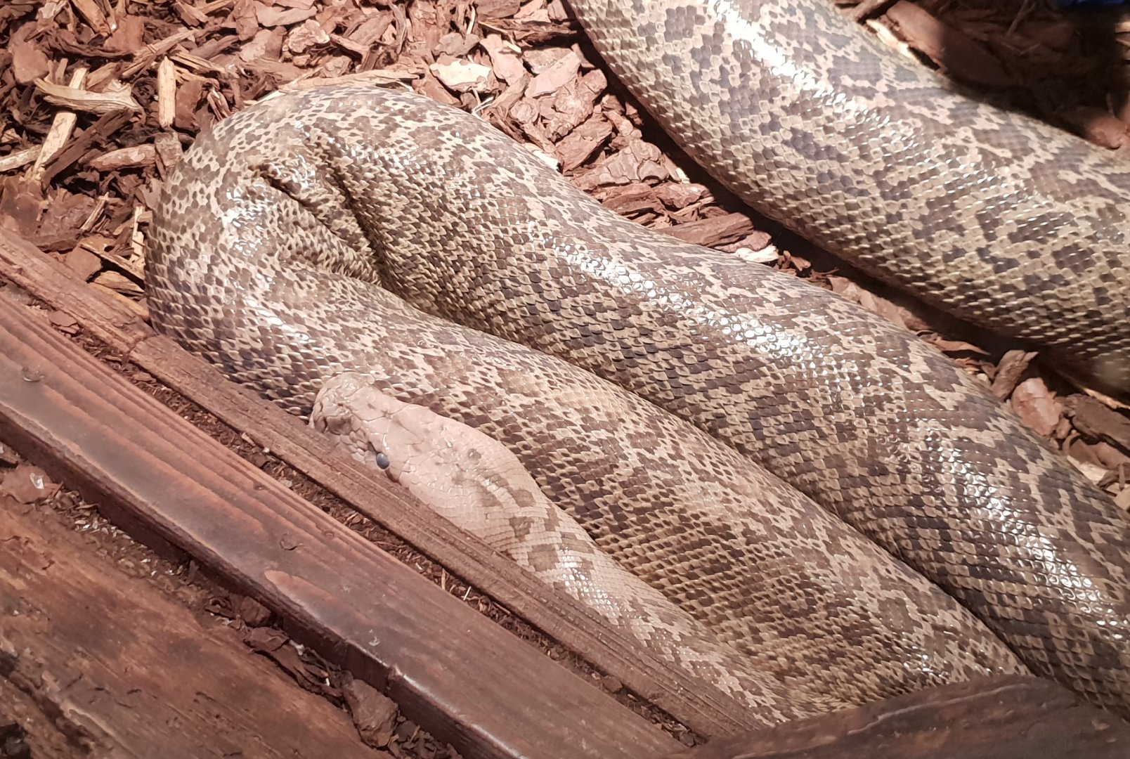 Python molurus - mutation