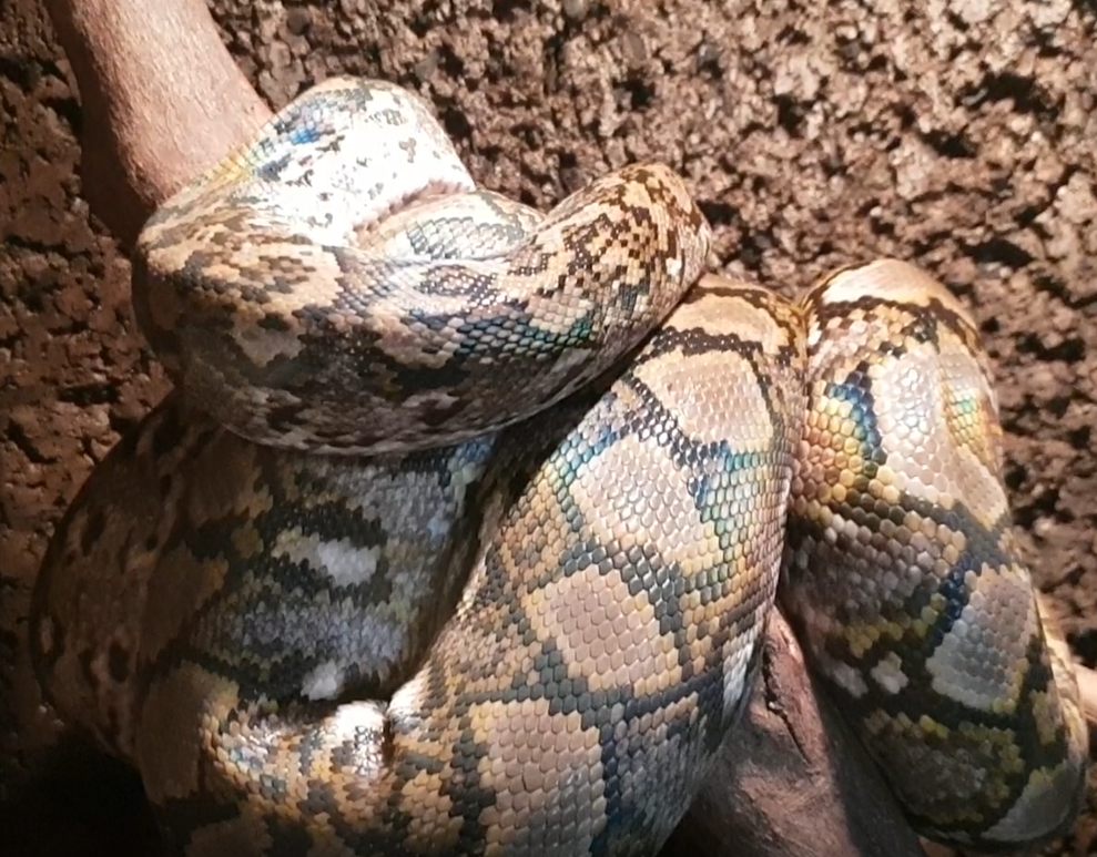 Python reticulatus jampeanus