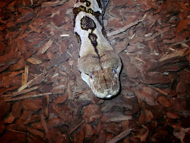 Python reticulatus