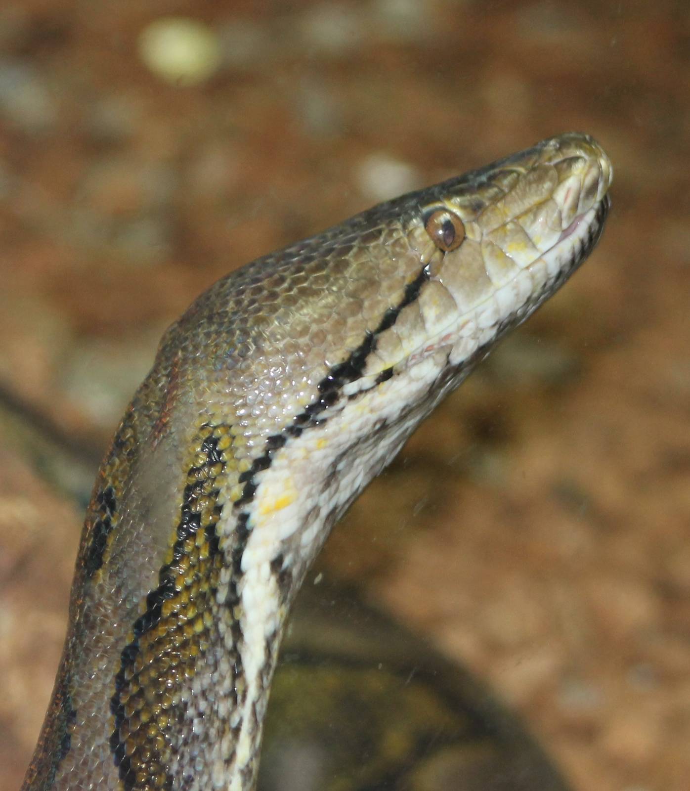python reticulatus