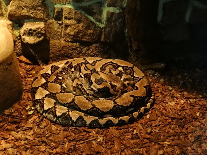 Python reticulatus