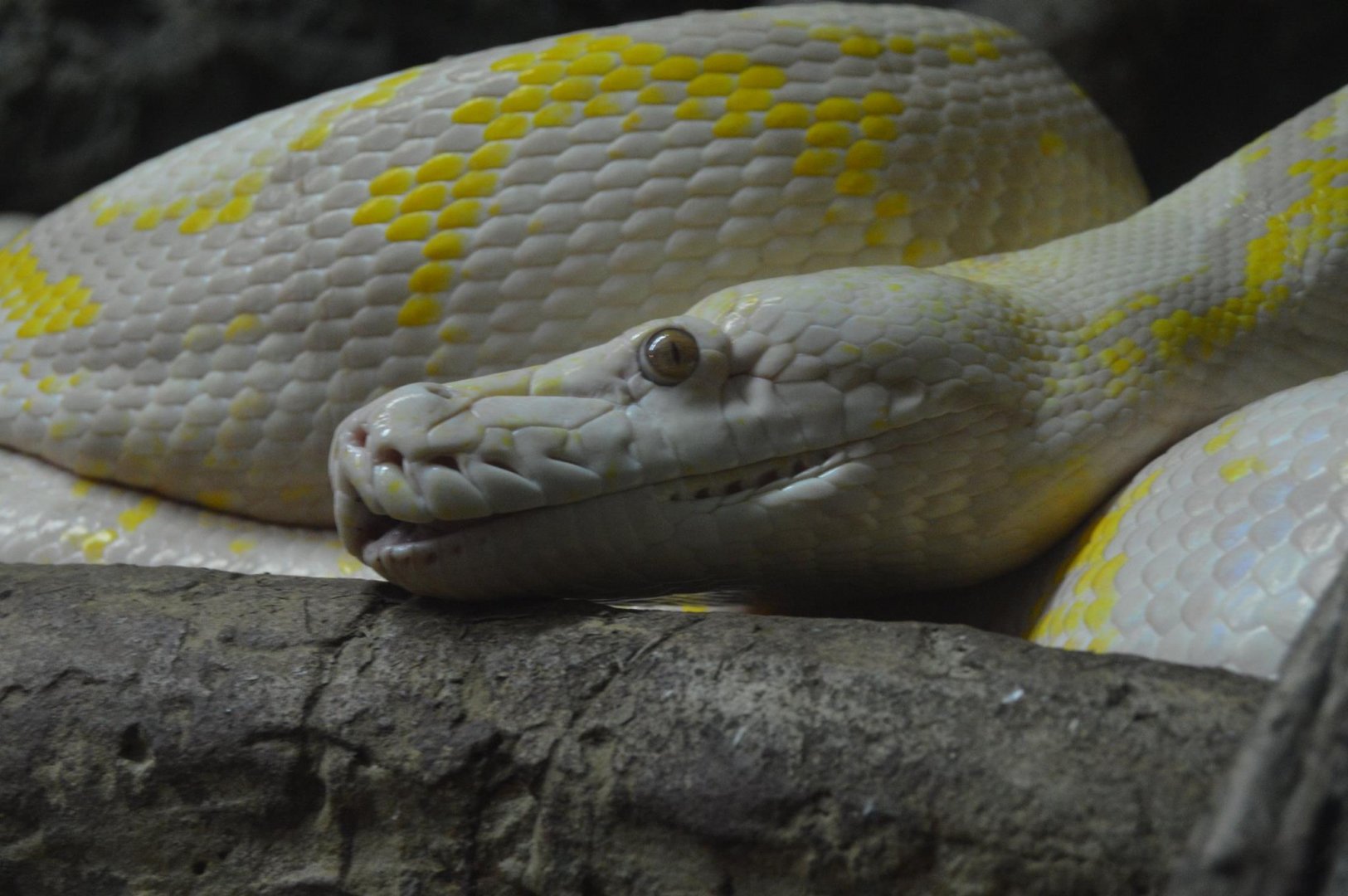 Python reticulatus