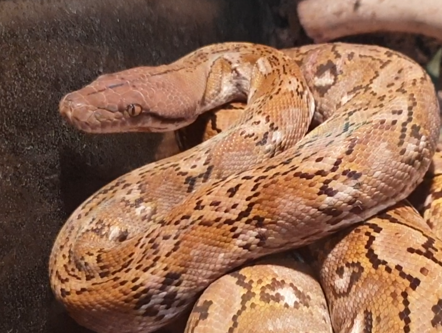 Python retiulatus jampeanus