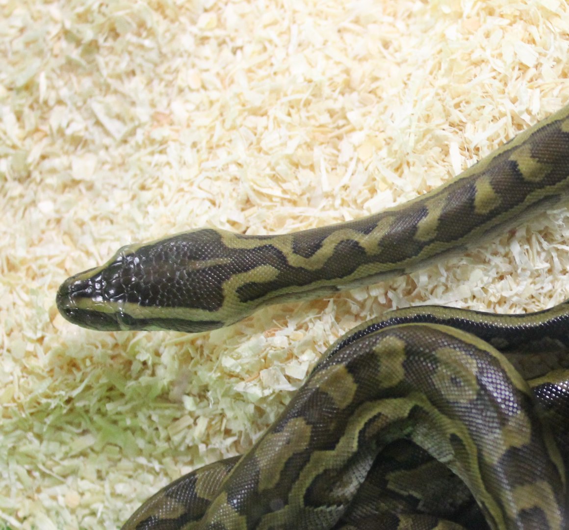 Python sabae