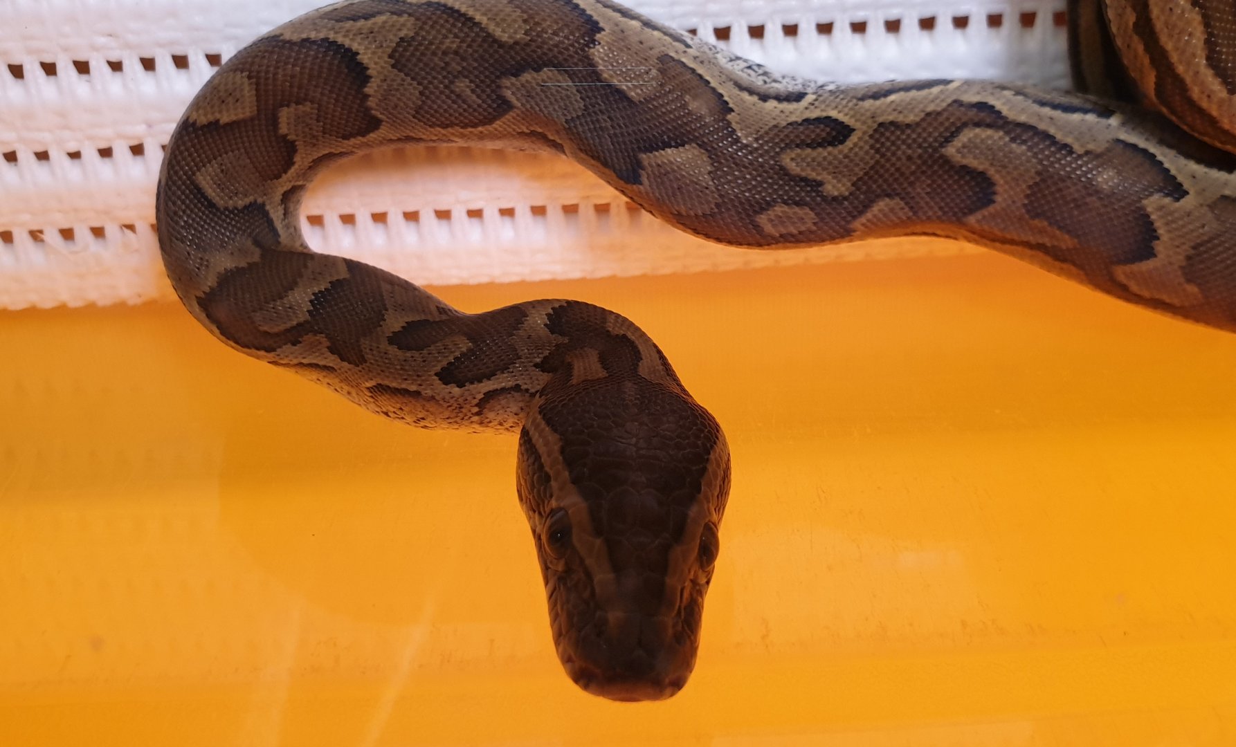 Python sabae