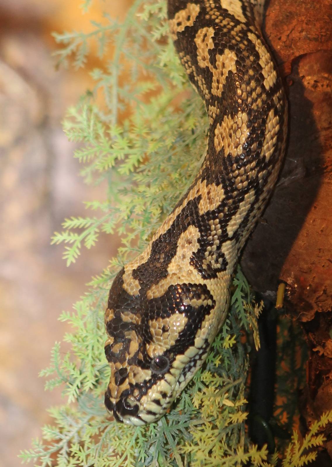 python spilota