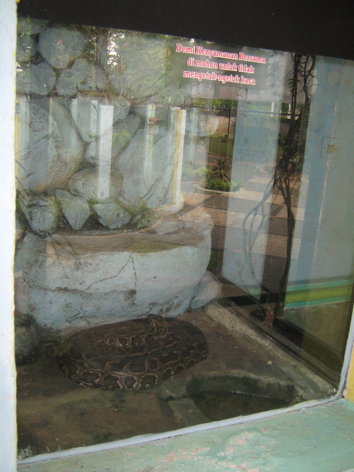 python tank at the Reptile Park