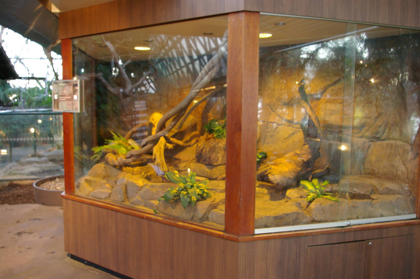 python terrarium, Cairns Wildlife Dome