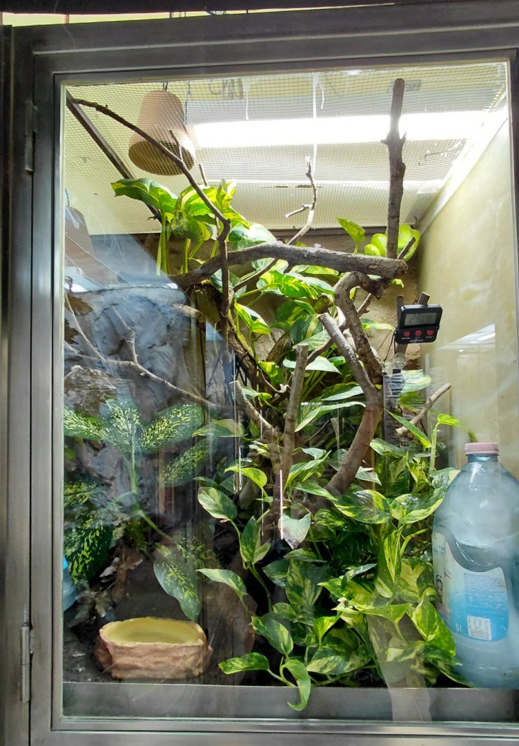 Python + tree frog exhibit