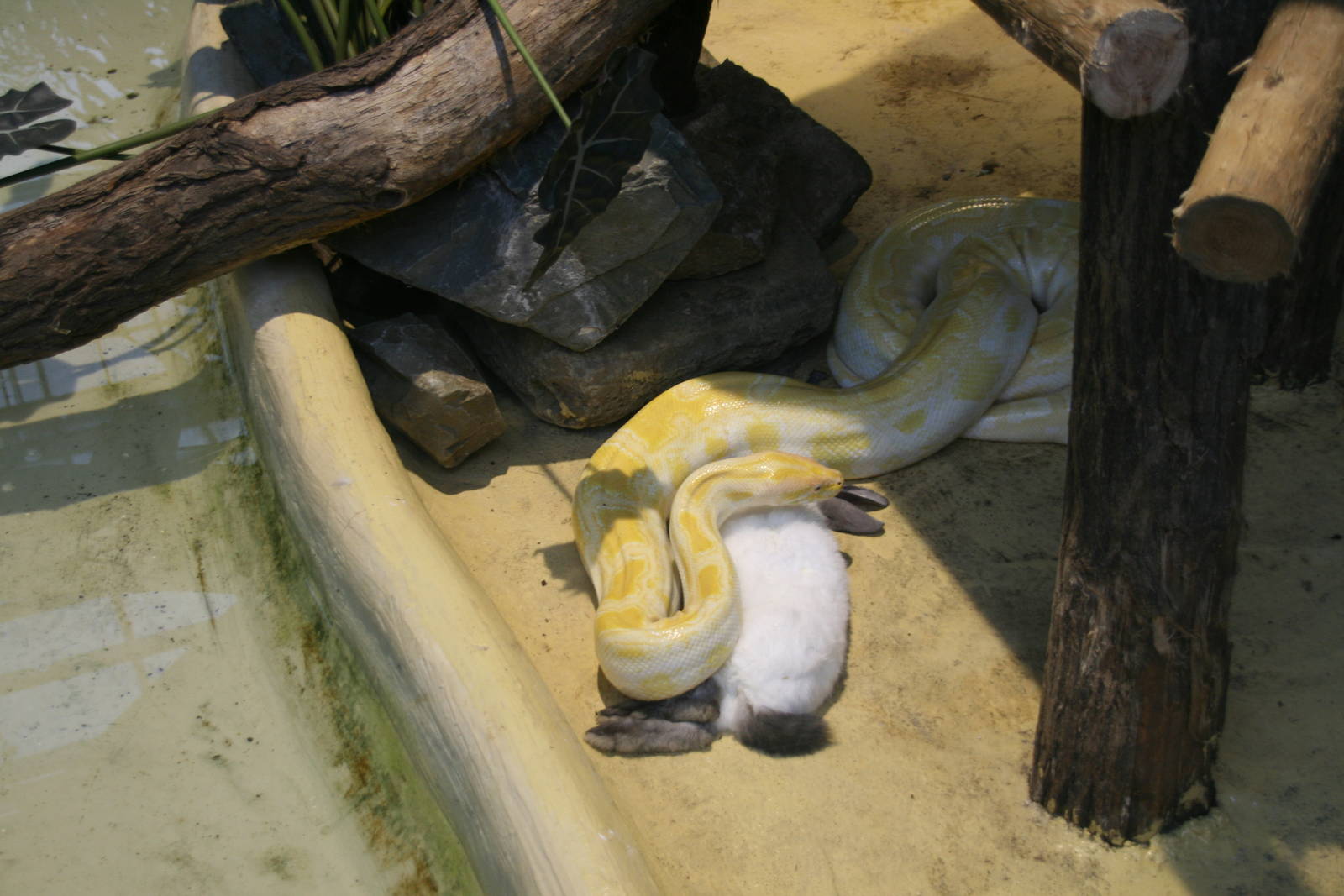 Python with it's breakfast