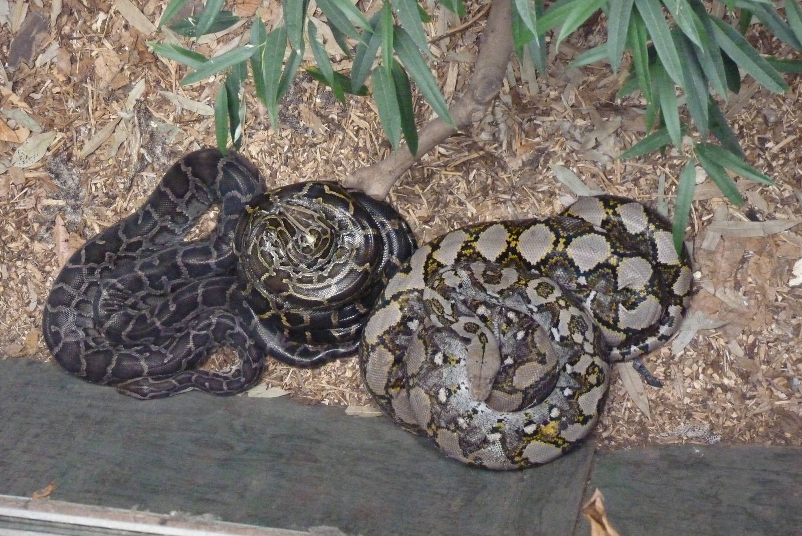 Pythons, April 2016