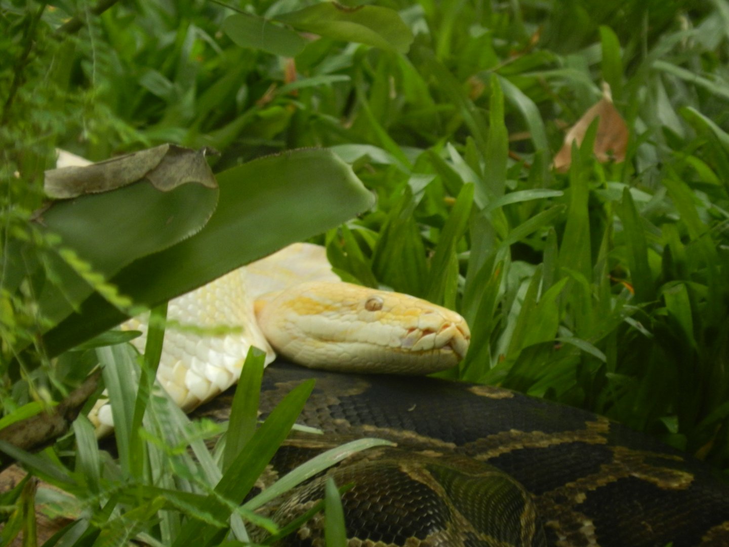 Pythons - BioParque do Rio