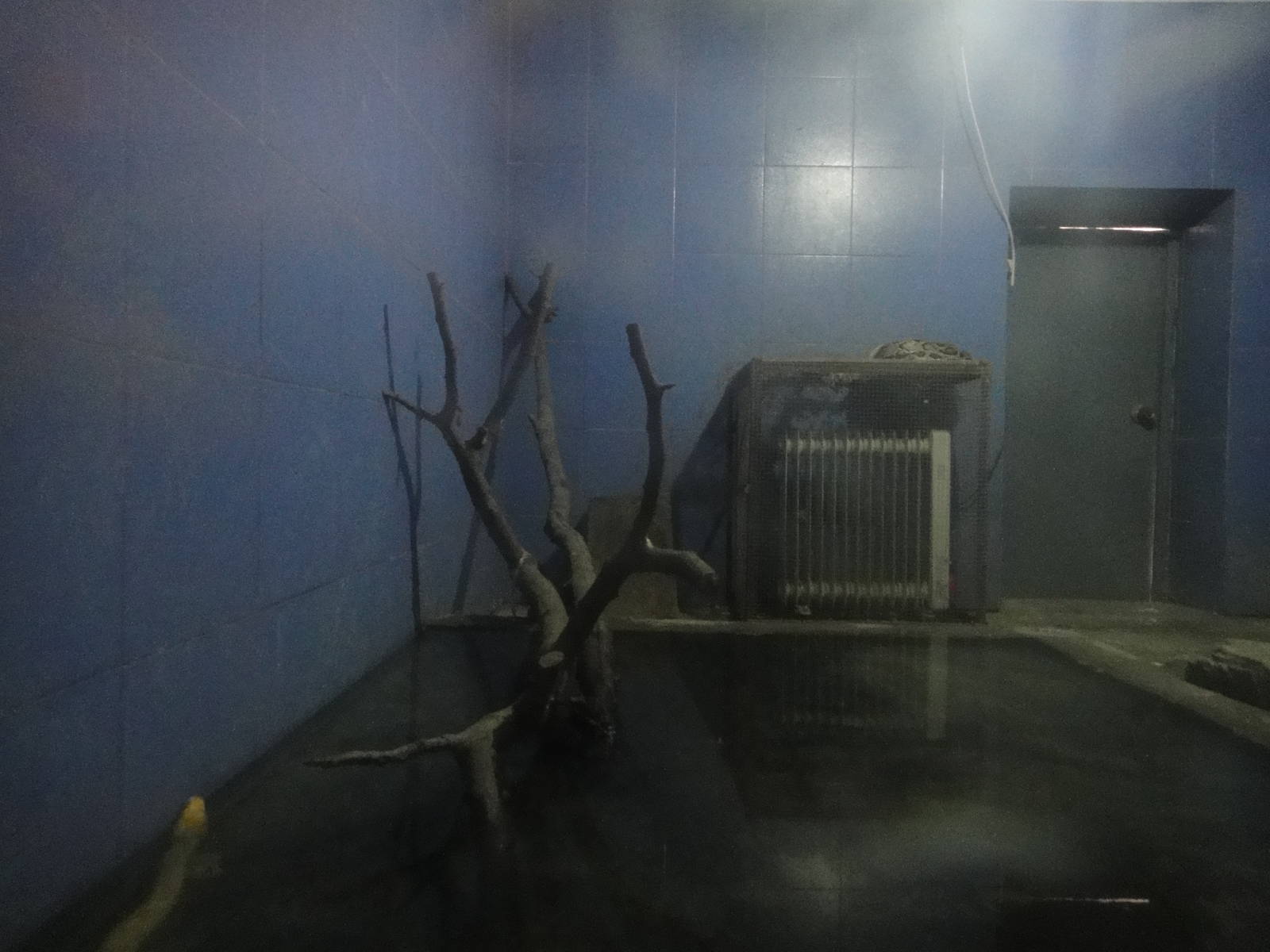 pythons in Nocturnal Animal House