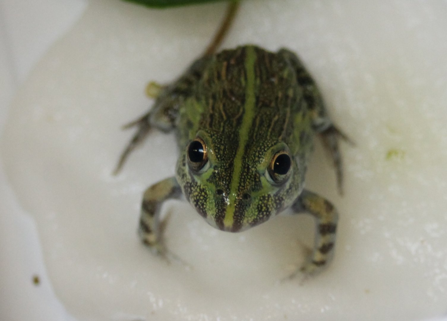 Pyxicephalus adspersus