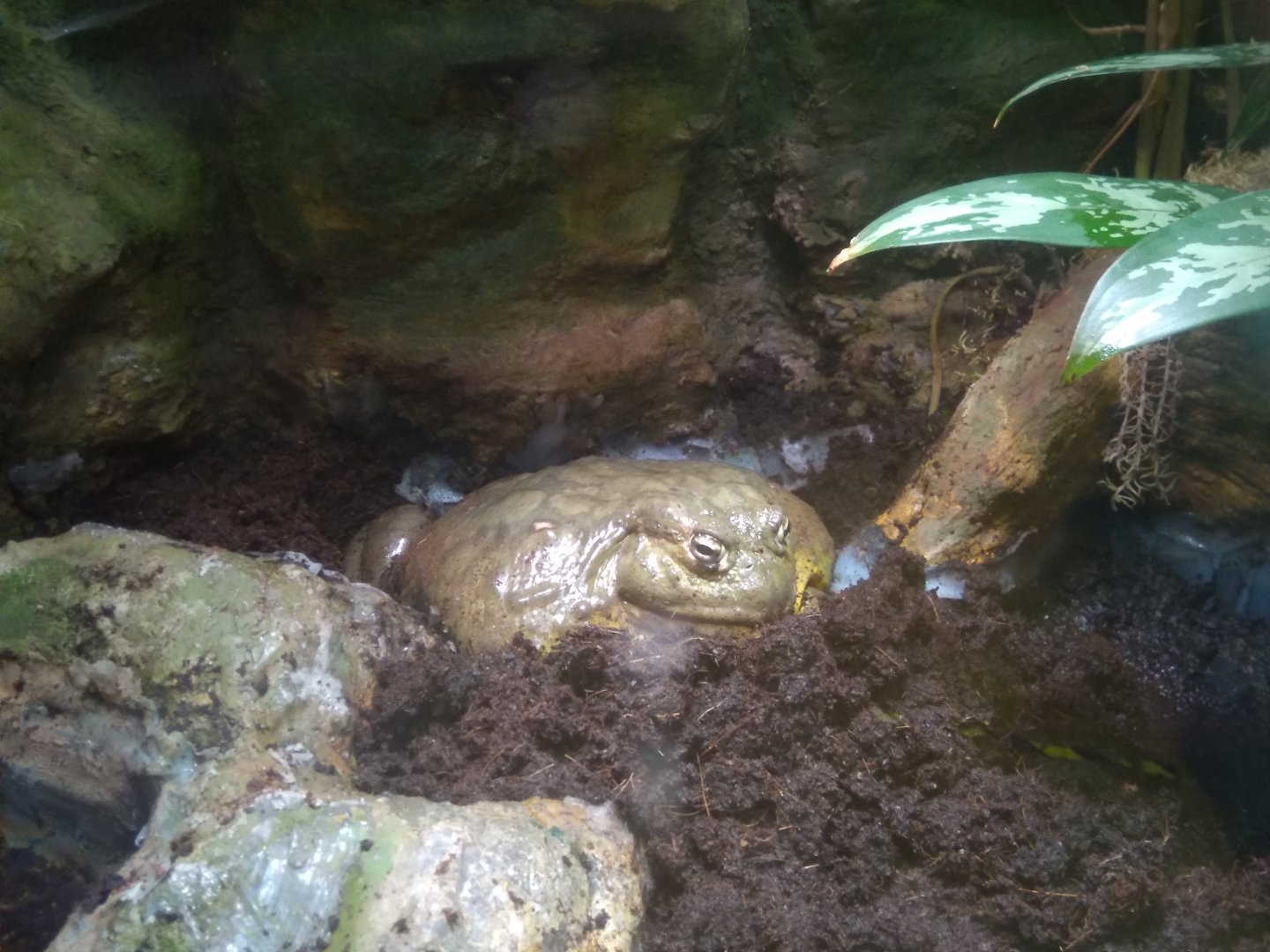 Pyxicephalus adspersus