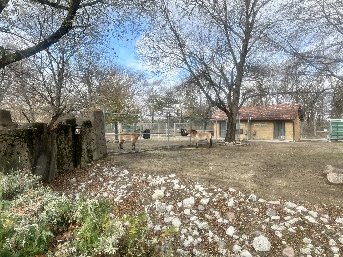 Pzewalski’s Horse Exhibit