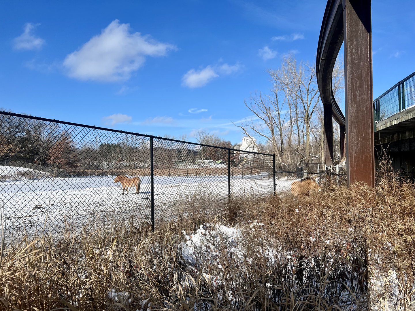 Pzewalski’s Horse Exhibit