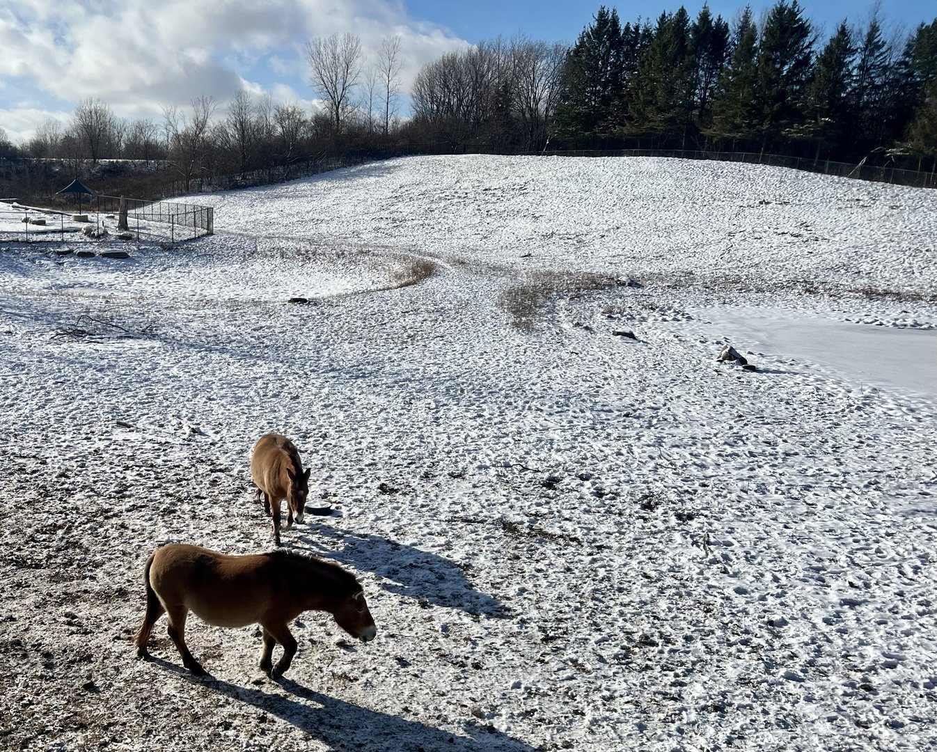 Pzewalski’s Horse Exhibit