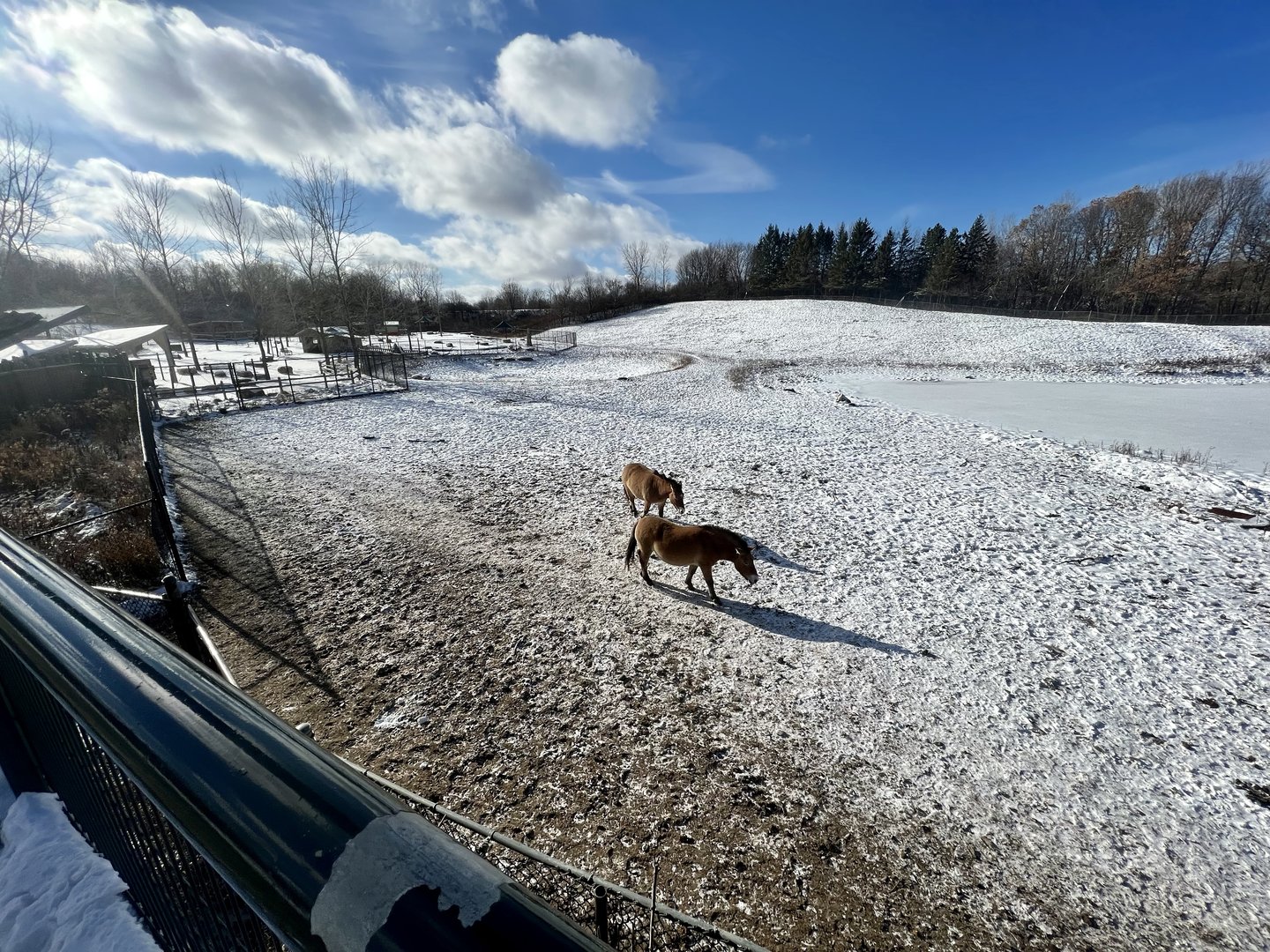 Pzewalski’s Horse Exhibit