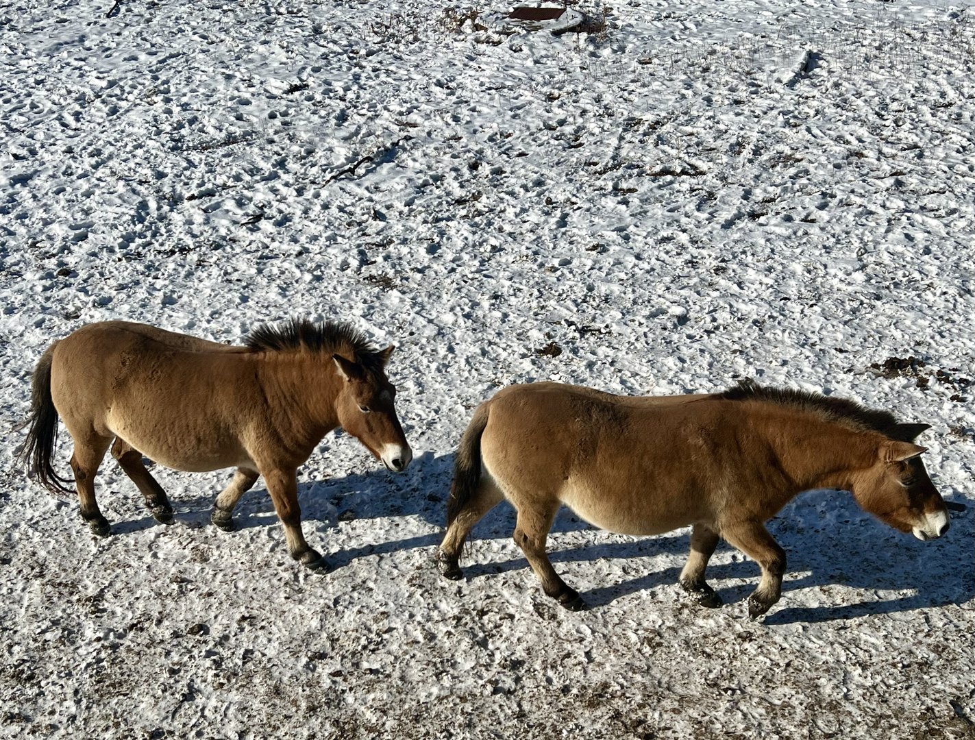 Pzewalski’s Horse Exhibit