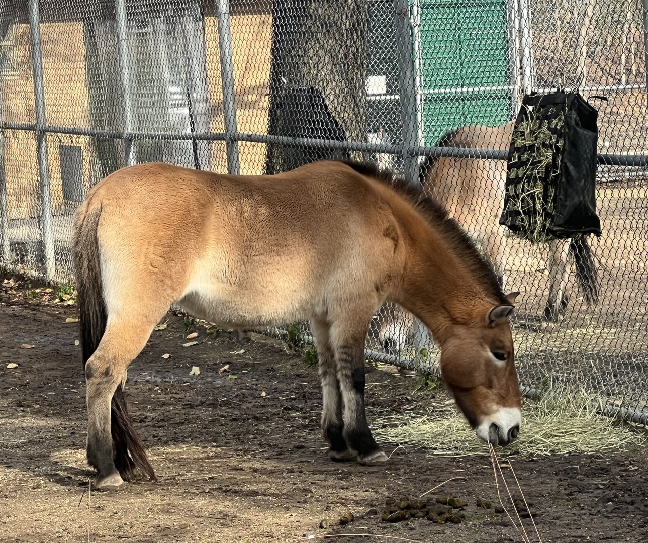 Pzewalski’s Horse