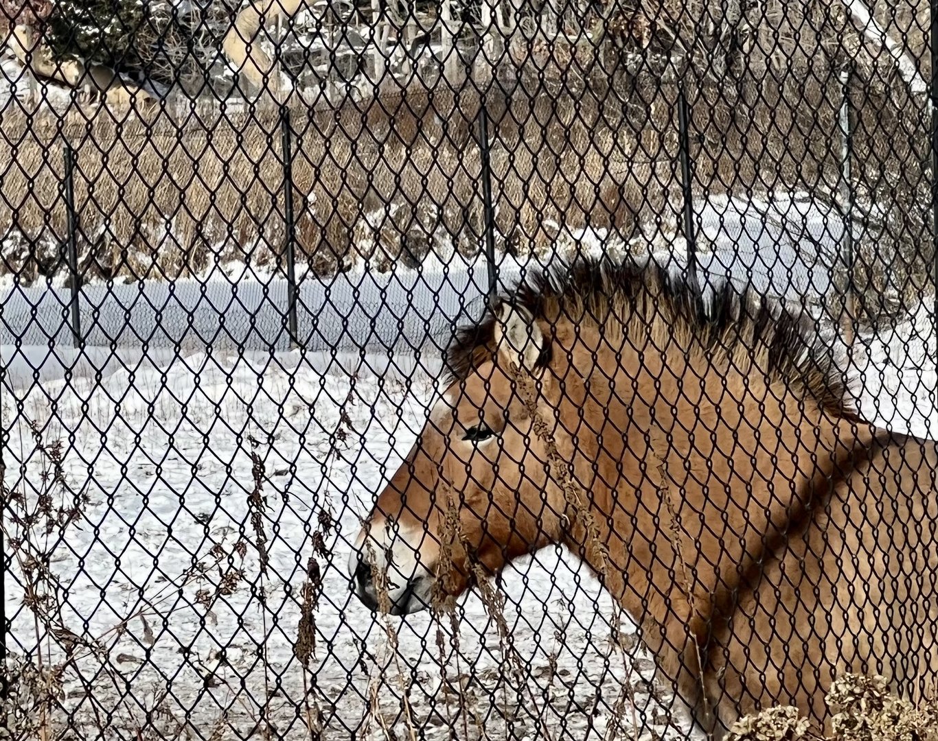 Pzewalski’s Horse