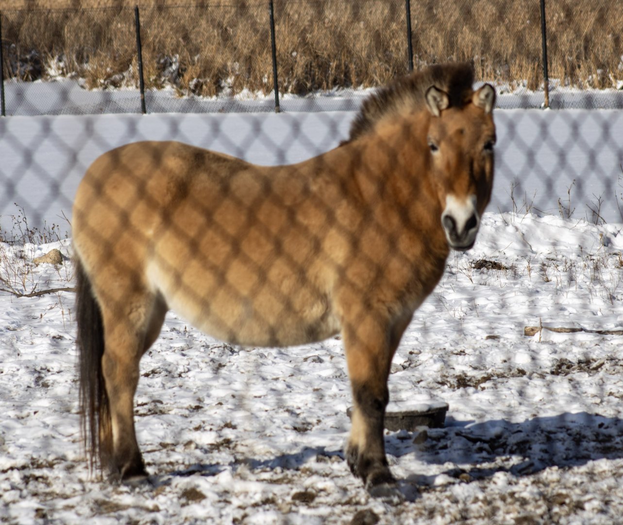 Pzewalski's Horse