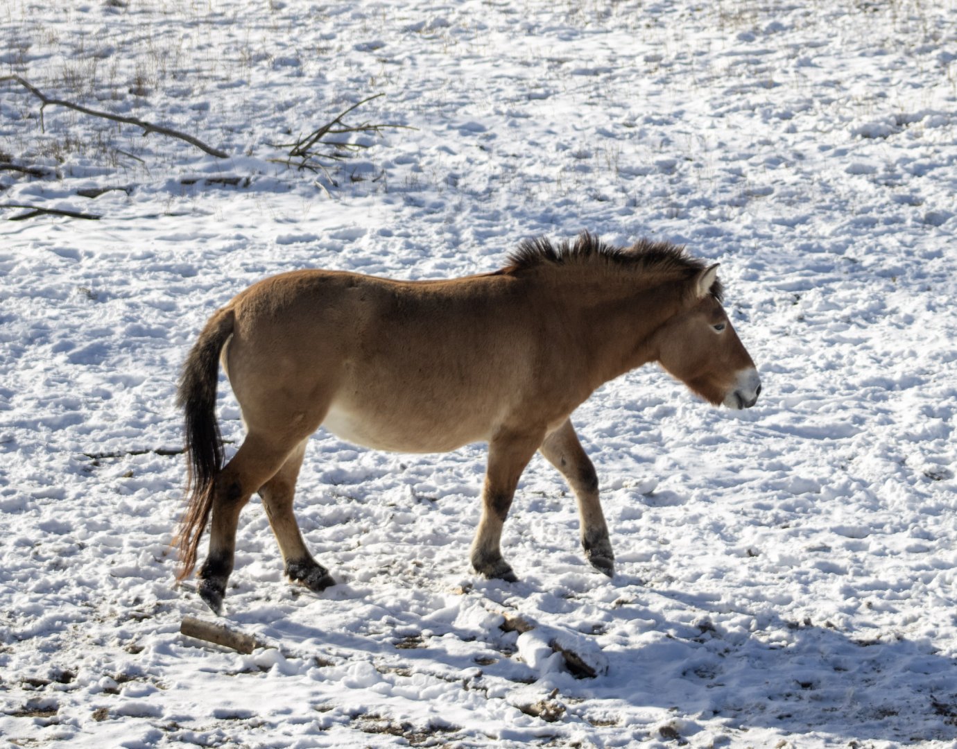 Pzewalski's Horse