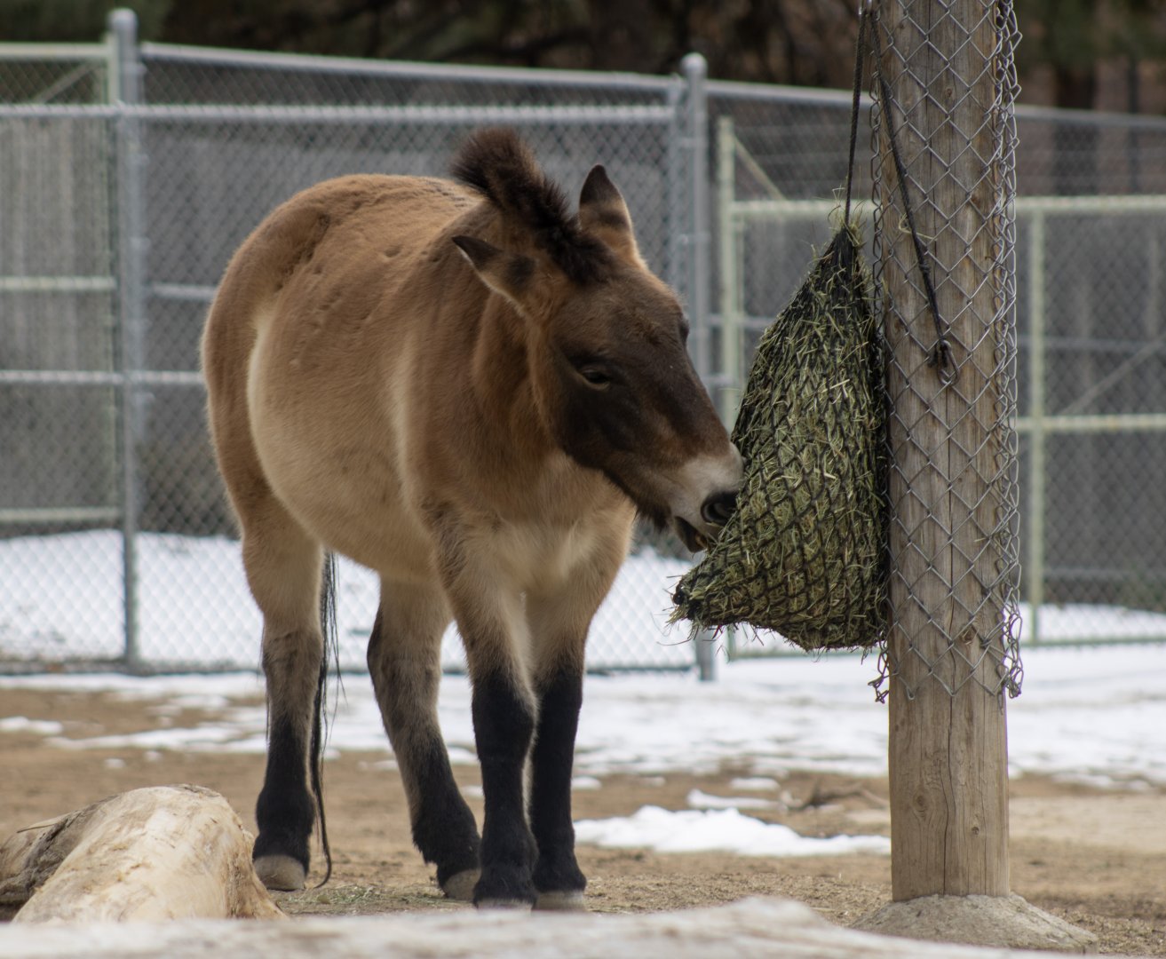 Pzewalski's Horse