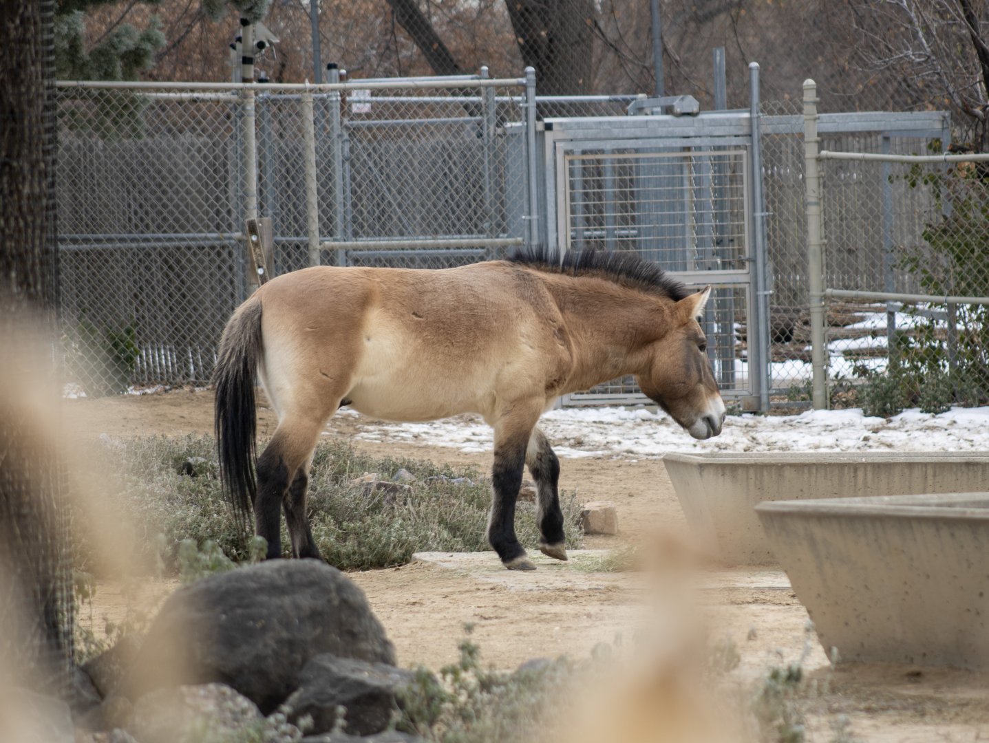 Pzewalski's Horse