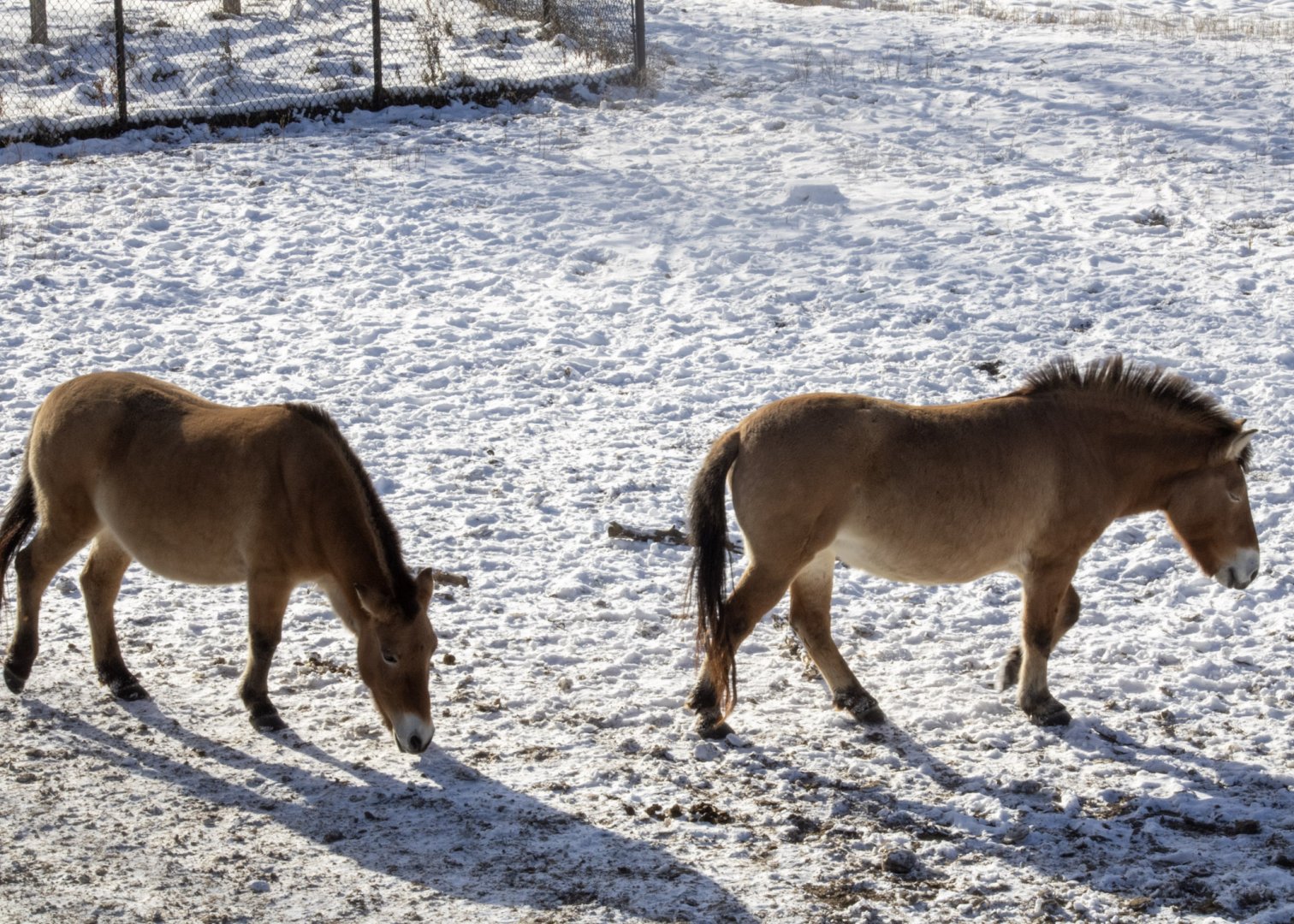 Pzewalski's Horses